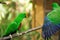 Couple of green eclectus parrots