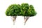 Couple green leaves tree isolated