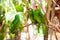 Couple of green parrots