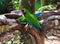 The couple of green parrots macaws in Xcaret park Mexico