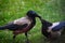 Couple of Grey crow Corvus tristis birds feeding each other