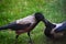 Couple of Grey crow Corvus tristis birds feeding each other