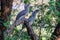 Couple of Grey Hornbills on branch