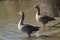 Couple of greylag geese (Anser anser) â€“ wild goose