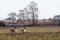 Couple Greylag Geese in a darmers field