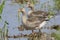 Couple Greylag gooses