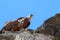 Couple of griffon vultures upon the rocks of the Salto del Gitano, Spain