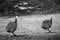 Couple of guinea fowls running in black and white