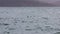 Couple of Harlequin ducks Histrionicus histrionicus swimming and diving in sea on the blurred autumn colored coast background. W