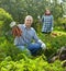 Couple harvesting carrots