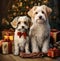Couple of Havanese dogs portrait on Christmas tree backdrop.
