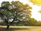 Couple having picnic under the big tree