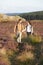 Couple Hiking Across Moorland Covered With Heather