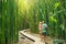 Couple hiking through bamboo forest