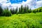 Couple hiking through the mountain alpine meadows with wild Flowers on Tod Mountain