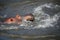 Couple of hippos swim and play in water