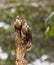 A couple of the Hoatzin