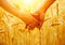 Couple holding hands and walking on golden wheat field