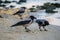 Couple of hooded crow Corvus cornix or hoodie bird walking on the beach. Eurasian black and gray bird playing on the sand