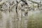 Couple Hooded Merganser swimming in a lake