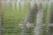 Couple Hooded Merganser swimming in a lake