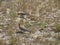 Couple of hoopoes on the beach