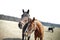 Couple horse in farm on the summer