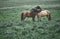 Couple horses in a field