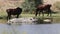 Couple of horses in Los Barruecos, Extremadura, Spain