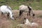 A couple of horses and resting foal