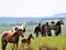 Couple of horses standing in a meadow