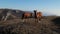 Couple of horses strolling through meadow at the top of the mountain. Travel, pasture, authenticity