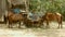 Couple of horses tied up with rope in a farmyard eating grass and drinking water