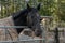 A couple of horses walking along a fence