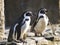 Couple of Humboldt penguins