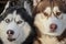 Couple of husky dogs in love are lying in an embrace
