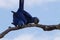 Couple of Hyacinth macaw, Brazilian wildlife