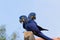 Couple of Hyacinth macaw, Brazilian wildlife