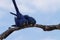 Couple of Hyacinth macaw, Brazilian wildlife