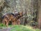 Couple of iberian wolves Canis lupus signatus in heat season