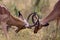 Couple of Impalas fighting