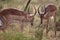 Couple of Impalas fighting