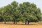 An couple of Indian tree mahuwa close view in a rural field looking awesome.