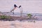 Couple of Jabiru Storks, Jabiru Mycteria, Cuiaba River, Porto Jofre, Pantanal Matogrossense, Mato Grosso do Sul, Brazil