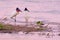 Couple of Jabiru Storks, Jabiru Mycteria, Cuiaba River, Porto Jofre, Pantanal Matogrossense, Mato Grosso do Sul, Brazil