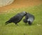 Couple of jackdaws in grass.