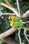 Couple of Jandaya Parakeet, parrot from Brazil