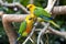 Couple of Jandaya Parakeet, parrot from Brazil