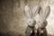 couple Japanese rabbits and paper background