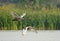 Couple of juvenile Mute Swan birds - latin Cygnus olor - in flight during the spring mating season in wetlands of north-eastern